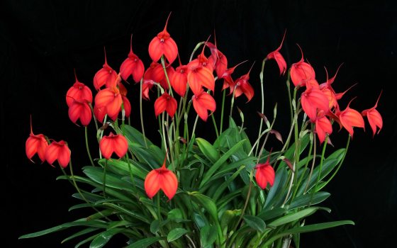 orchid with many red flowers in bloom on black background